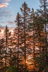 sunrise in the forest