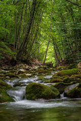 Small River in the forest at the bottom of the Grand Canyon of Crimea. Shallow depth of field