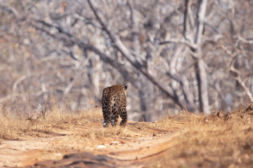 Fototapeta premium Leopard On Way back to the Wild