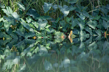 Bushes Reflected in water