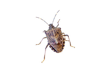 Worldwide pest brown marmorated stink bug Halyomorpha halys (adult). an invasive species from Asia. lat. Heteroptera, Isolated on white. A common pest that invades gardens and crops