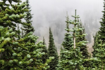 Coniferous forest in the fog