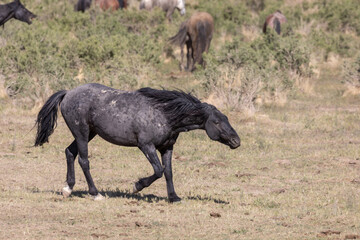 Fototapeta premium Wild Horse in the Utah Desert