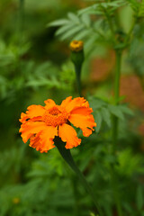 orange flower in the garden