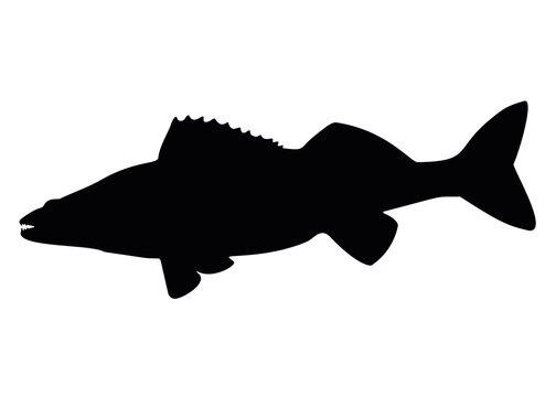 Zander fish with sharp teeth. Vector image.