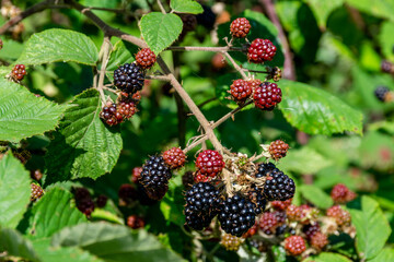 Fresh blackberry berries on the branch