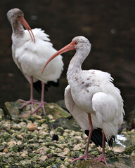White Ibis Stock Photos. Close-up profile view by the water with blur background displaying white feathers plumage,beak, neck, in its environment and habitat. Focus on foreground. Image. Portrait. 