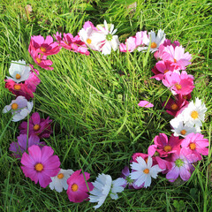 the frame of cosmos flowers in green grass