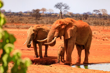 Fototapeta na wymiar Elefanten an einem Wasserloch im National Park Tsavo East in Kenia.
