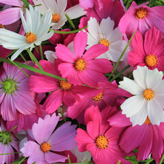 bright flowers of cosmos