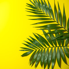Fototapeta na wymiar Top view of green tropical leaf on yellow background