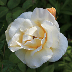 One white rose flower