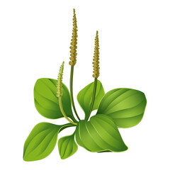 Plantain isolated. Realistic blooming plantain. Medical herb vector illustration.