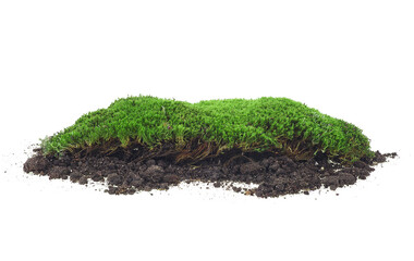 Moss isolated on a white background. Green moss. Moss on soil. Forest moss.