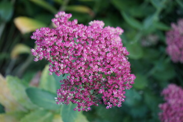 Eine Staude genannt Fette Henne, macro flower head pink