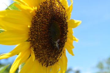 ひまわりと蜂