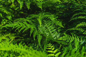 fern leaves