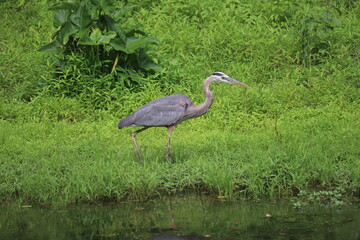 great heron in the marsh
