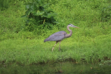 Blue Heron