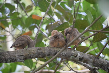 Sparrows on tree