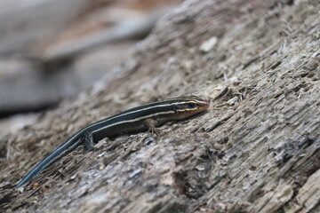 Five Lined Skink