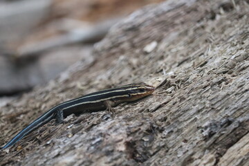 Five Lined Skink