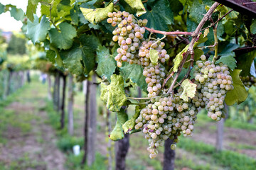 bunch of grapes hanging from the tree. Cluster of albariño with green leaves hanging. grapes with blur background. Fruit hanging from its tree with green leaves in plantation.