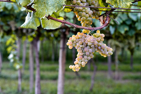bunch of grapes hanging from the tree. Cluster of albari&ntilde;o with green leaves hanging. grapes with blur background. Fruit hanging from its tree with green leaves in plantation.