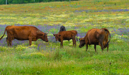 cows grazing in a meadow