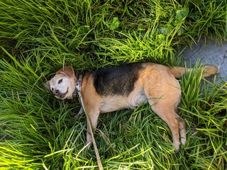 dog on grass