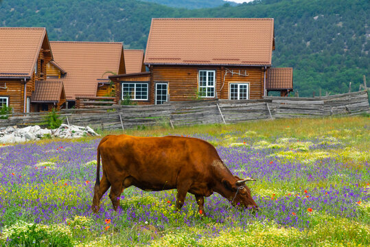 Cow Chewing Grass