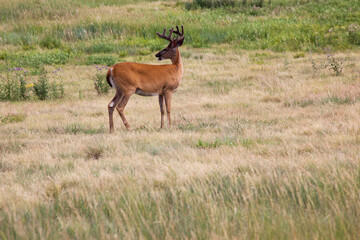 Naklejka na ściany i meble Deer in the field being alert