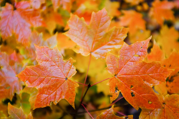 Autumn maple leaves background
