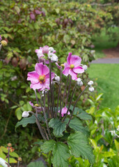 Pink flowers in the garden