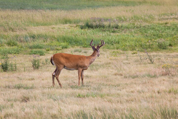 Naklejka na ściany i meble Deer outdoors in a field of grass