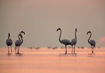 Greater Flamingos in the morning hours, Asker coast, Bahrain