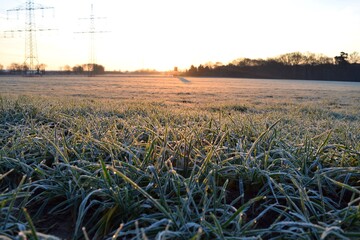 kühler Morgen am Feldrand
