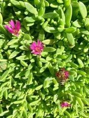pink and green delosperma and bee