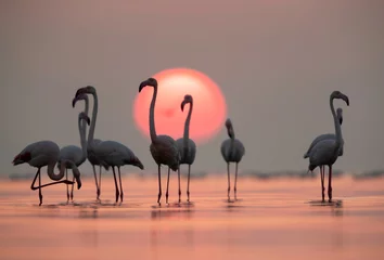 Fensteraufkleber Greater Flamingos and dramatic sunrise at Asker coast, Bahrain © Dr Ajay Kumar Singh