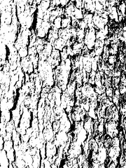 spruce bark