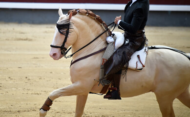 precioso caballo español