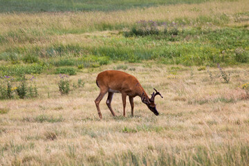 Deer outdoors in a field of grass