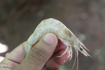 prawn on hand shrimp in hand close view