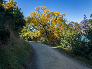 Obraz premium Frankton Track, New Zealand, South Island
