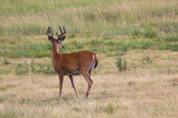 Deer outdoors in a field of grass