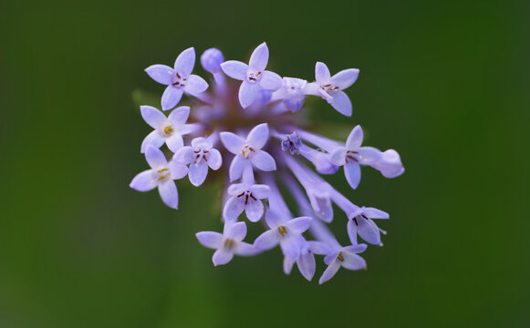 Acker-Meier - Asperula arvensis