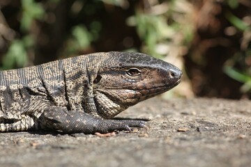 Lagarto