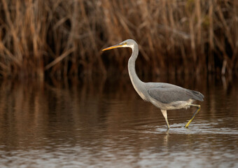 Western reef egret fishing at Asker marsh, Bahrain
