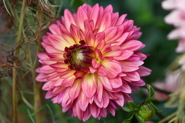 Pink and yellow colorful flower