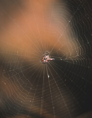 spider on web